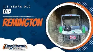 Lab Training Roanoke | Roanoke Dog Training Video