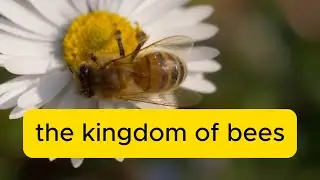 The Kingdom of Bees