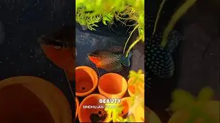 My Pearl Gourami Shining Under Sunlight! 🌞🐟✨ ✨️ 💖 #fish #aquarium #fishtankvlog #pearlgourami
