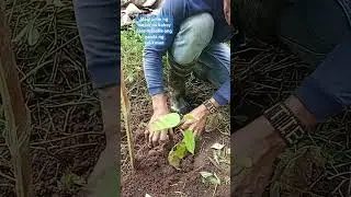 Tree planting Red lauan native tree #wecare #wedare #indigenous  #thenativetree #fert. #@Agtamixvlog