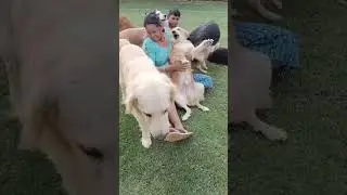 Fun Day at Oma Pet Boarding Noida | Dogs Enjoy Outdoor Activities 🐶