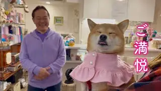 オーダーしたケープを取りに来てご満悦で帰宅する柴犬が可愛い