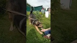 Даст ли лапу? Продолжение следует.Will he give a paw? To be continued .