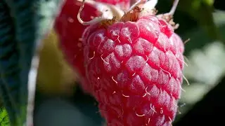 Whatcom County: Raspberry Capitol USA