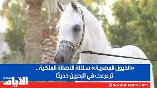 «الخيول المصرية» سلالة الأصالة الملكية.. ترعرعت في البحرين حديثا