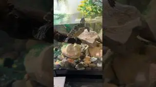 Them #fluval 307 are the best mark my words #fyp #fypシ #filters #turtles #life #aquarium #like