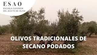 Olivos tradicionales de secano podados como muestra el año pasado. Villafranca de Córdoba
