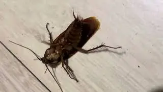 I sang One Kiss by Dual lipa to cockroach, 1 cockroach down 😎🪳