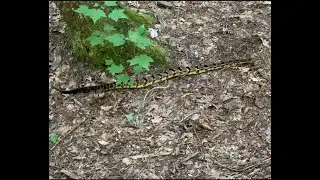 Rattler in camp! Cohutta Wilderness Rice Camp Trail to Jacks River Trail
