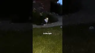 Cat Night Vision : How they see in low light and darkness.