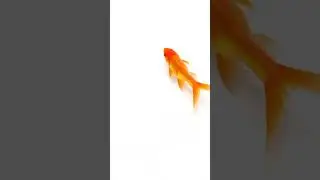 Fast Fish Frenzy for Cats! 🐠