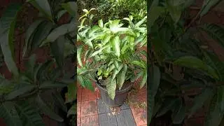മാവ് പൂക്കാനുള്ള വളം തയ്യാറാകുന്നത് #shorts