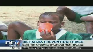 Bilharzia: KEMRI studies &lsquo;Uji&rsquo; brew that could prevent disease prevalence