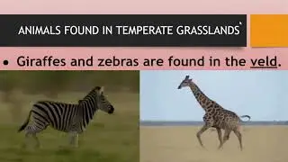 TEMPERATE GRASSLANDS-PART-2 (CLASS-5)