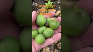 Don&rsquo;t let dogs eat this very poisonous Potato Seed #shorts #shortvideo #gardeningshorts