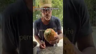 Pink Pineapple Adventure: Unearthing Beauty and Sustainability at Latte Market! 🍍🌱