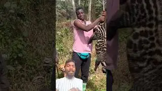 the tribal tribe hunt the animal and bring it home 😱