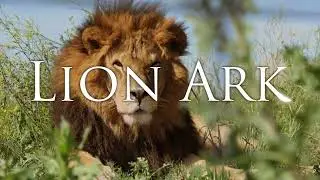Lion Ark: The Movie