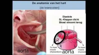 Hart (bouw)