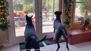 Funny Bouncing Great Danes Watch Squirrel Escape From Inside Lanai