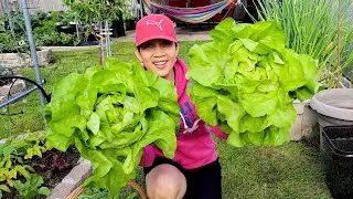 Thu hoạch xà lách búp xà lách cuộn bự chảng, trồng dưa leo đủ loại 🇨🇦1166》 Vườn Rau Việt