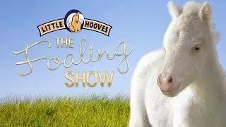 The Foaling Show &bull; Stall 2 &bull; Horse and Pony Live Cam
