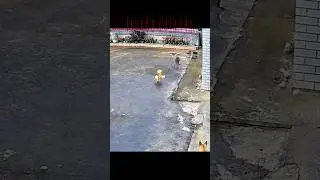 Falcon vs chicken #trending #animals #wildlife #youtubeshorts #youtube #falcon #chicken #shorts