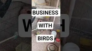 Business 💸 with birds 🐦 | subscribe and learn more