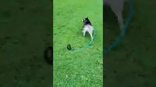 Pomsky Dog Chases A Boy