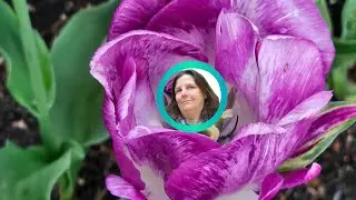 Exploring Windmill Island Tulip Festival in Holland, MI 2025