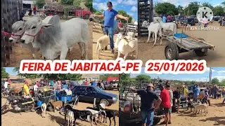 Feira de animais em Jabitacá-PE dia 25/01/2026