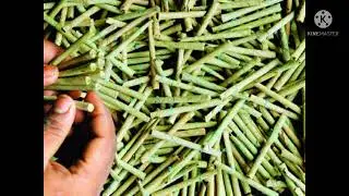 बीड़ी बनाने का तरीका तेंदू पत्ता द्वारा