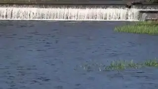 A Heron Landing In Westport House