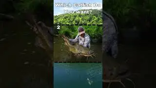 Which catfish do you want? #catfish #bluecatfish #channelcatfish #flatheadfishing