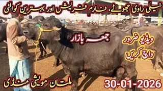 buffalo market multan | nili ravi jhotay faram fresh | murshad mandi info | 
