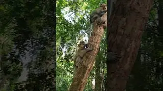 Feeding two little wild monkey #monkey #ambertroop