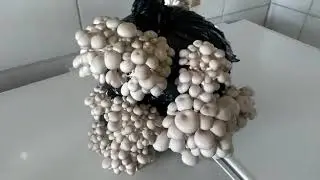 Shimofuri (cinza) cogumelo especial
