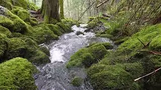 4k Peaceful Forest Stream | 3 hourd Relaxing Nature Sounds for Relaxation and Study 