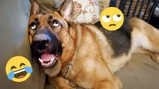 Funny Dogs Compilation &ndash; Best Dog Videos 2025 🐕🤣 #20
