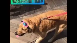 Doggles Are The Best!!!