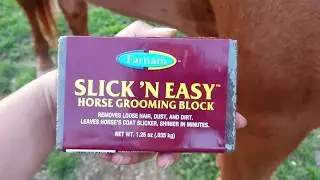 Removing fly eggs from horses