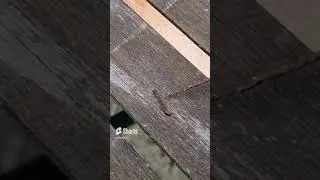 Mysterious Garden Encounter  Discovering an Unknown Twig Creature 🌿🍃