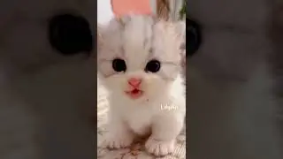 Cute and lovable kittens.💕😘#funnyanimals #funnycats #meows #cutecat