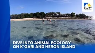 Dive into UniSC Animal Ecology fieldwork on K'gari and Heron Island