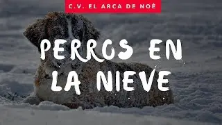 Perros en la nieve