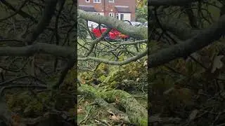 The power of nature #tree #windy #destruction #danger #galeforcewind