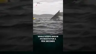 Watch: Whale Swallows Chile Kayaker, Releases Him Later | N18G