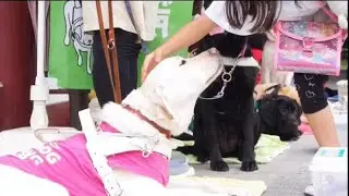 日本ライトハウス盲導犬訓練所の紹介