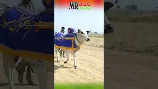 mr choto production #cow #pakistanibullrace #bull  #rodeo #bullrrace #bullriding #unfrezzmyaccount