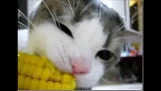 Cat Meowing Ear Rape